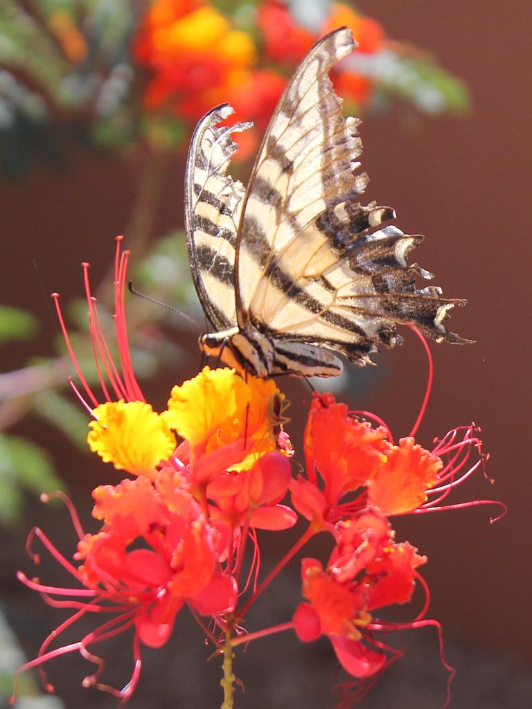 Butterfly and Red Bird