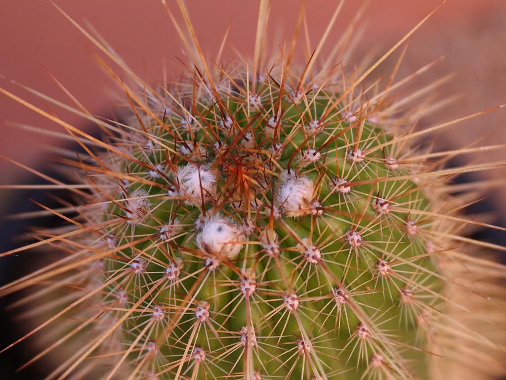 Cactus Flower Buds