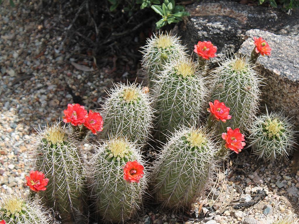 http://capnbob.us/blog/wp-content/uploads/2017/03/claret-cup-cactus-flowers.jpg