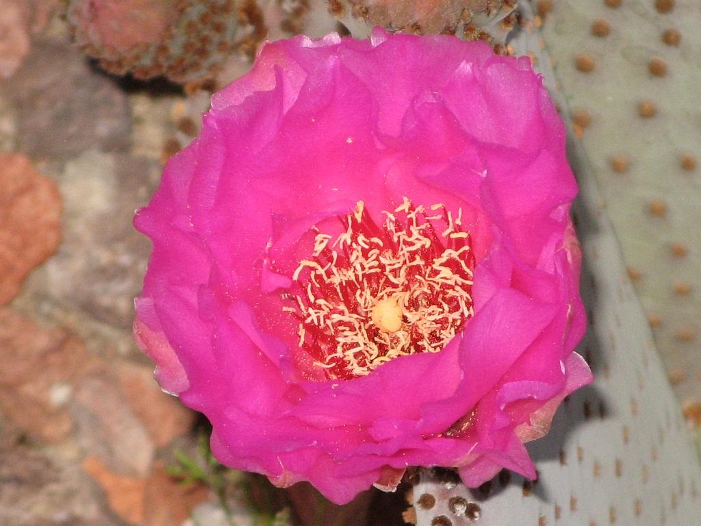 Pink Beavertail Cactus Flower