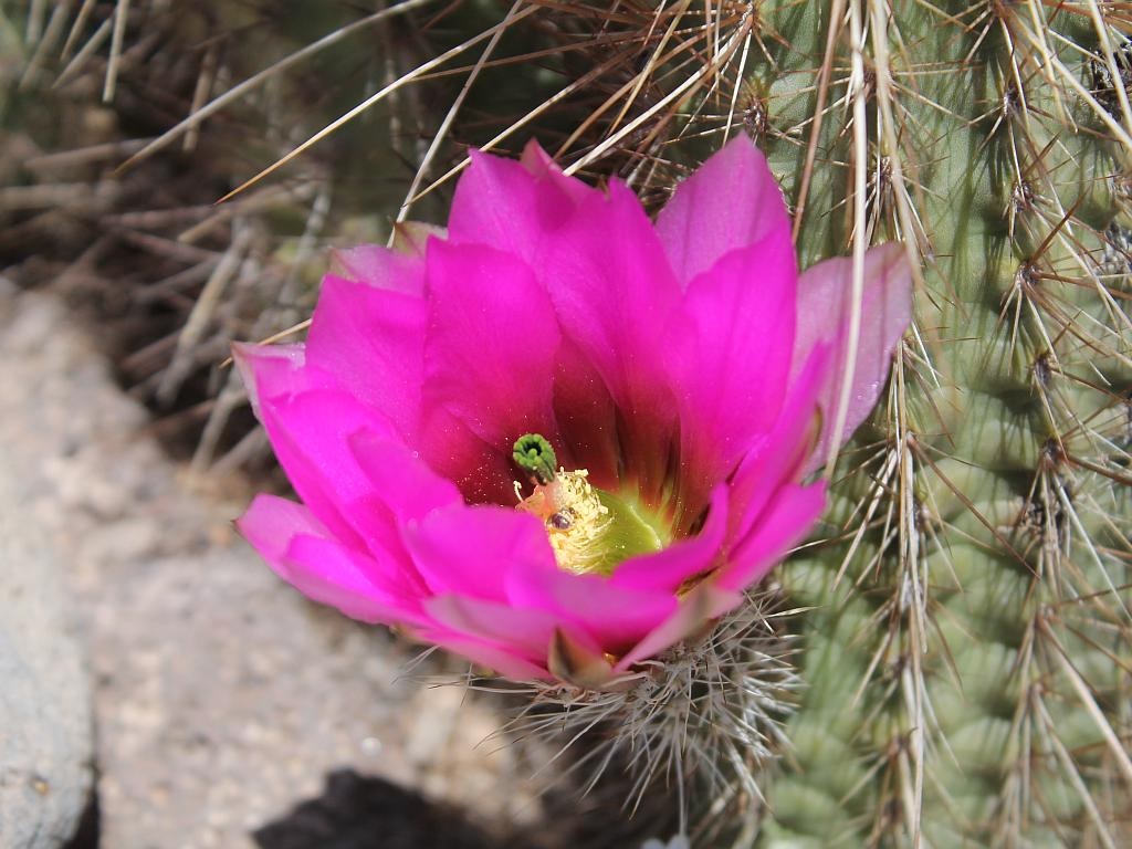 http://capnbob.us/blog/wp-content/uploads/2017/03/hedgehog-cactus-flower.jpg