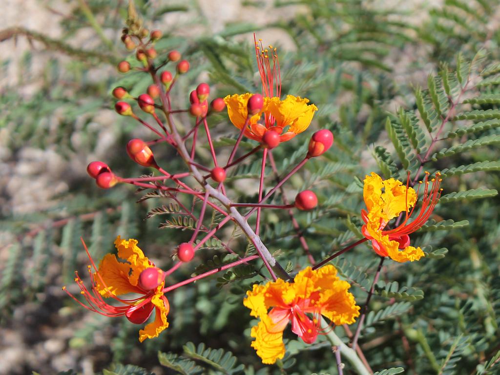 Red Bird Flowers