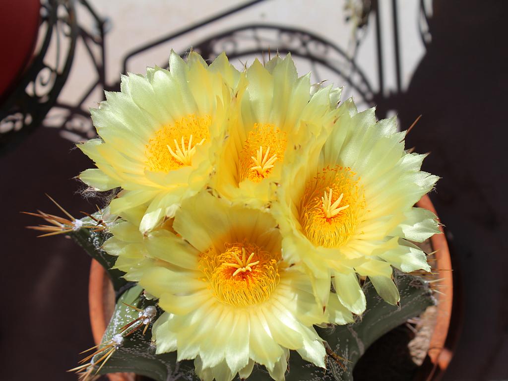 Astrophytum Flowers