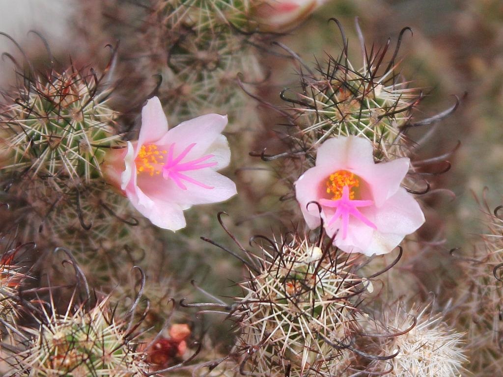 Mammillaria yaquensis