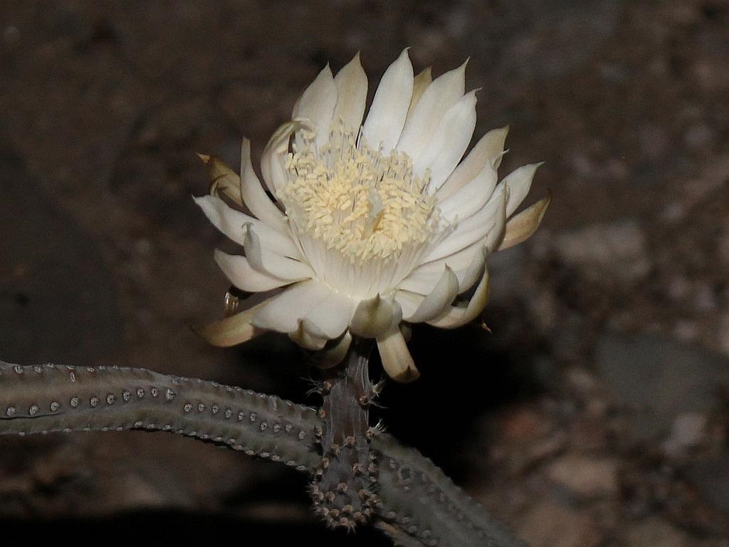 http://capnbob.us/blog/wp-content/uploads/2017/07/queen-of-the-night-cactus-flower.jpg