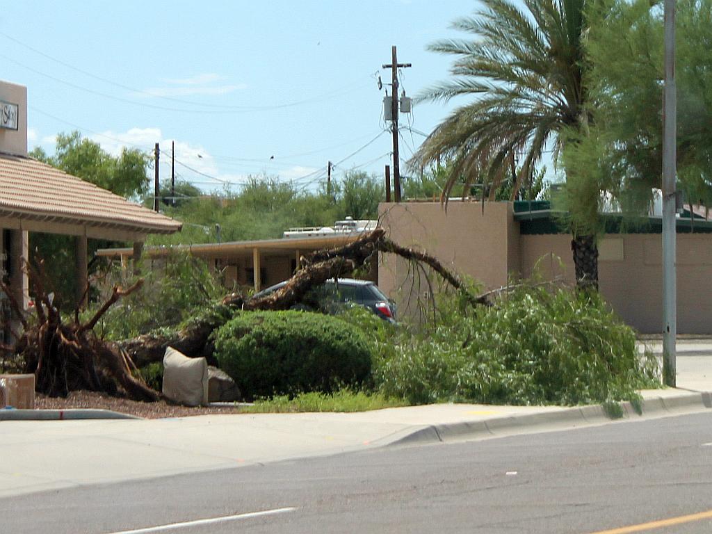 Uprooted Mesquite Tree