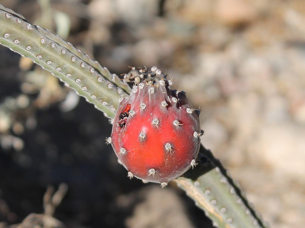 http://capnbob.us/blog/wp-content/uploads/2017/10/queen-of-the-night-cactus-fruit.jpg