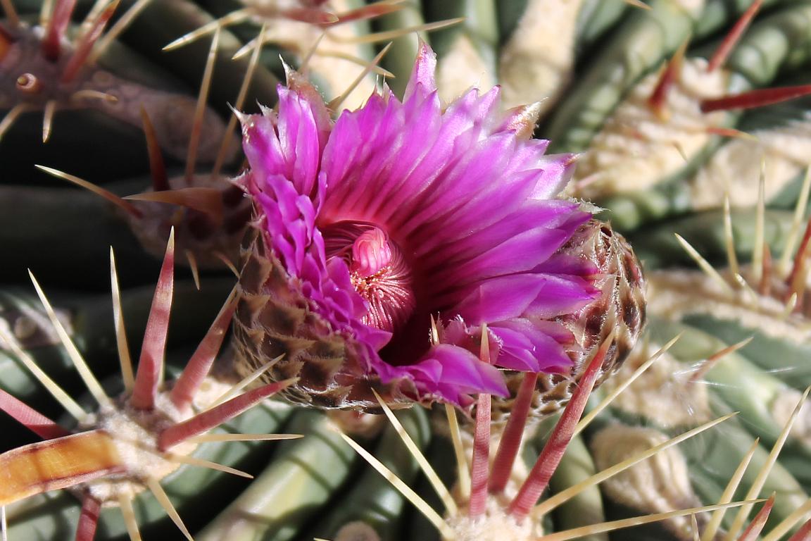 Devil’s Tongue Cactus Flower