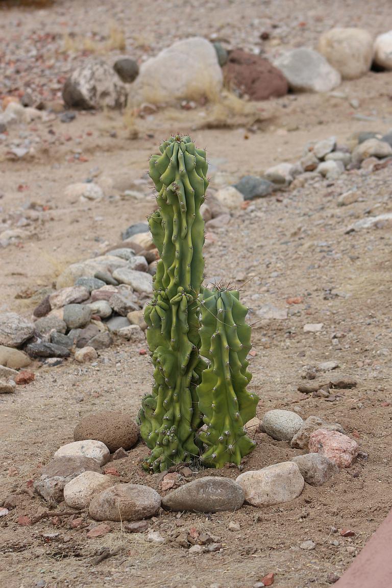 Peruvian Apple Cactus