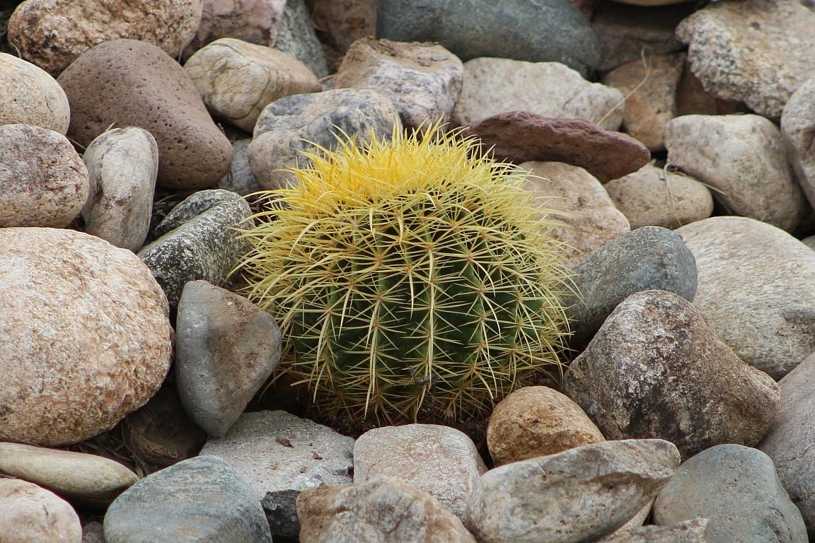 http://capnbob.us/blog/wp-content/uploads/2018/01/golden-barrel-cactus.jpg