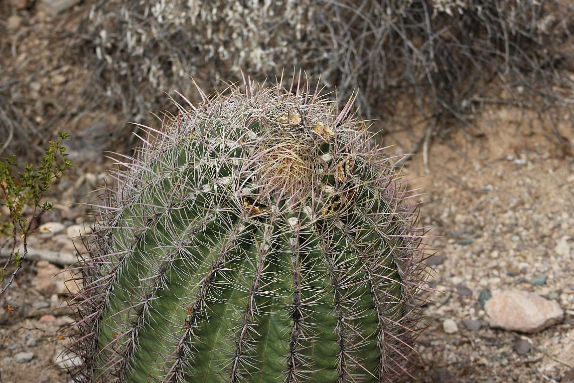 Compass Cactus