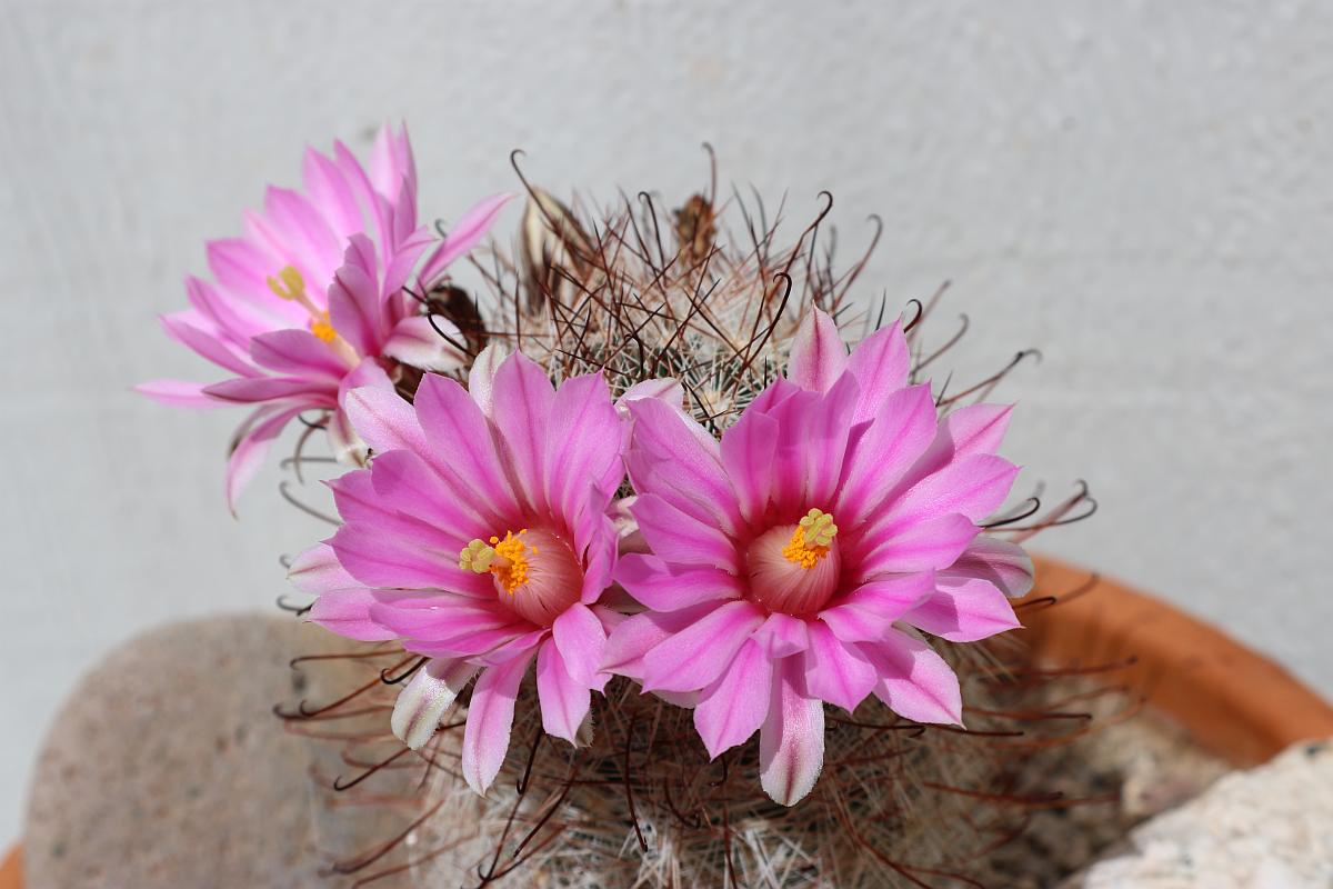 Fishhook Cactus Flowers