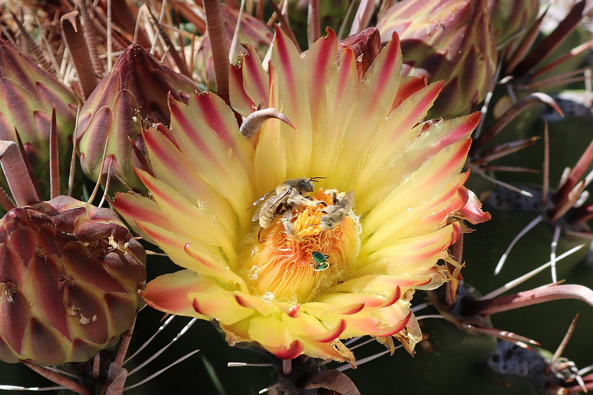 http://capnbob.us/blog/wp-content/uploads/2018/08/devils-tongue-cactus-flower-and-pollinator.jpg