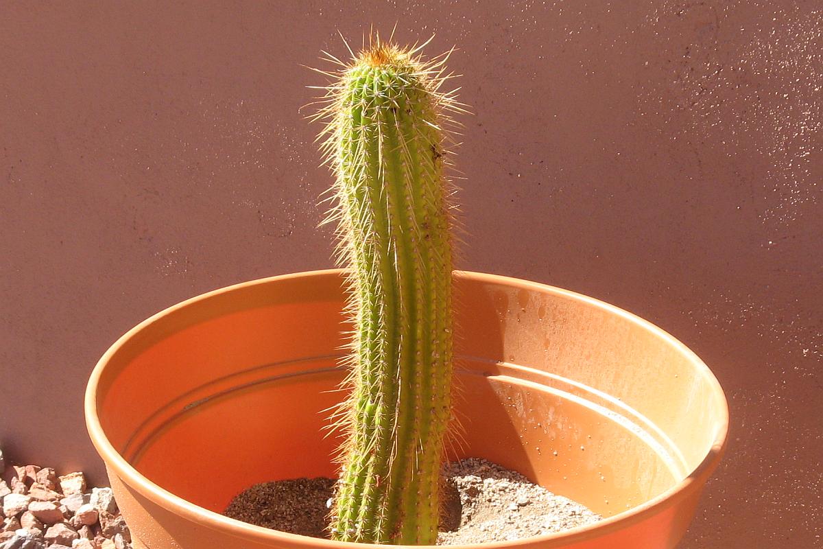 Parent Cactus