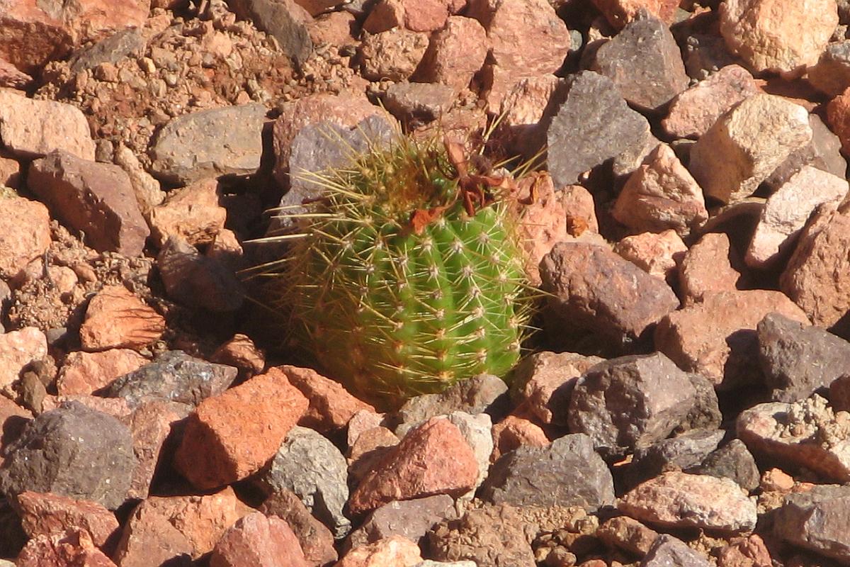 Very Small Pup in the Xeriscape