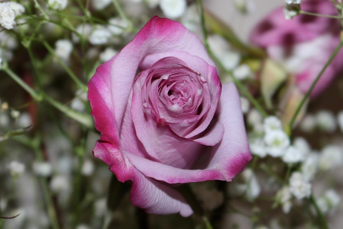 Purple Haze Lavender Rose