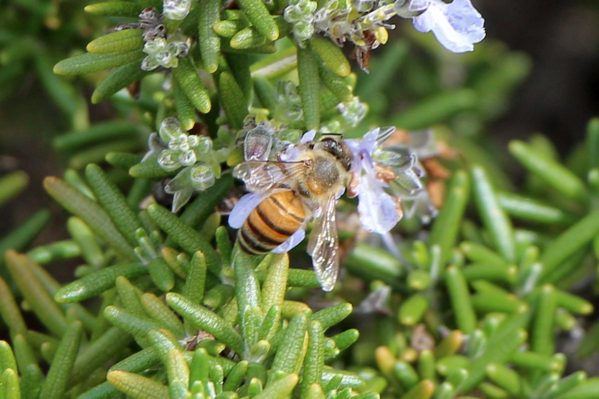 Bee Gathering Nectar