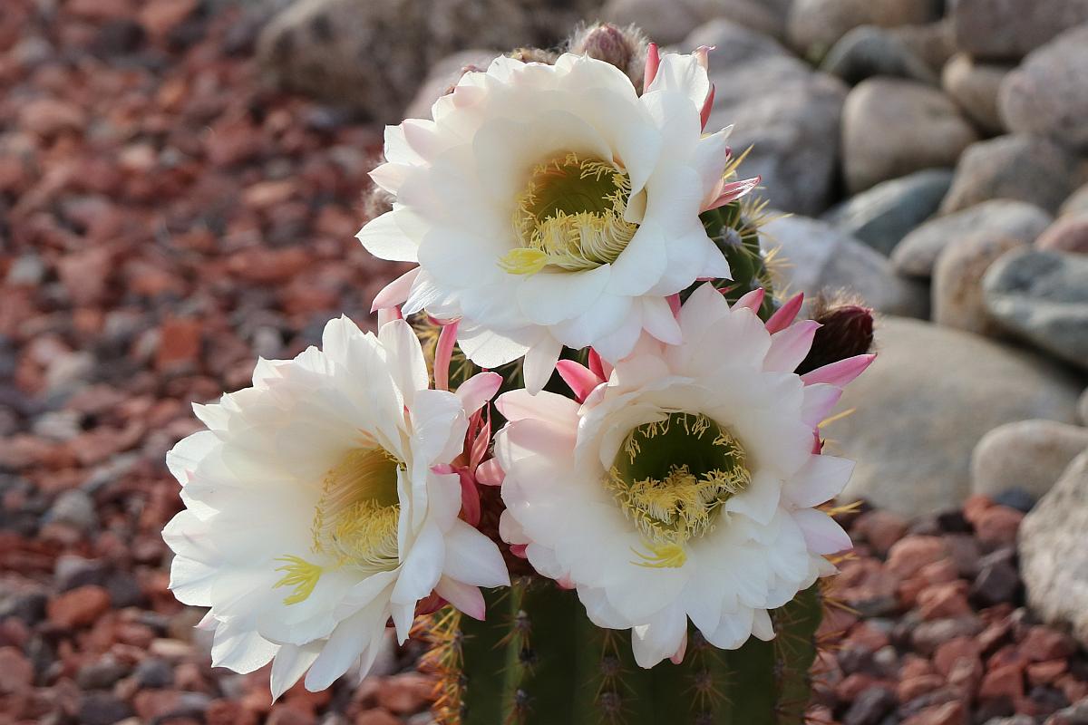 Argentine Giant Flowers