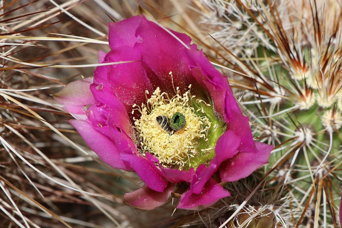 http://capnbob.us/blog/wp-content/uploads/2019/04/bee-diving-in-hedgehog-cactus-flower.jpg