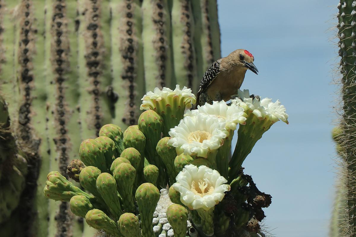 Gila Woodpecker Browsing Flowers for Nectar