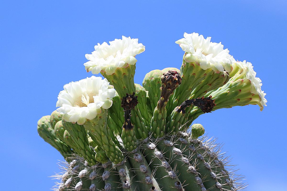Saguaro Flowers