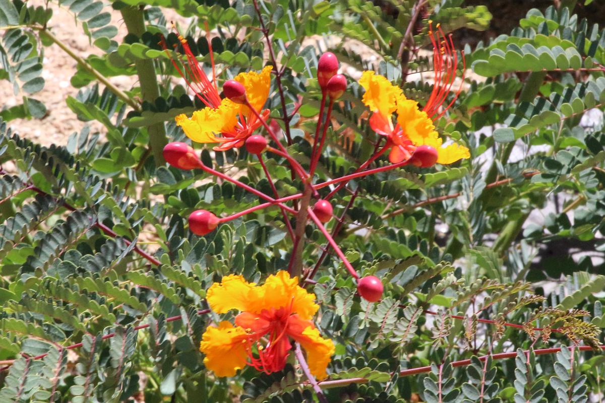 Pride of Barbados