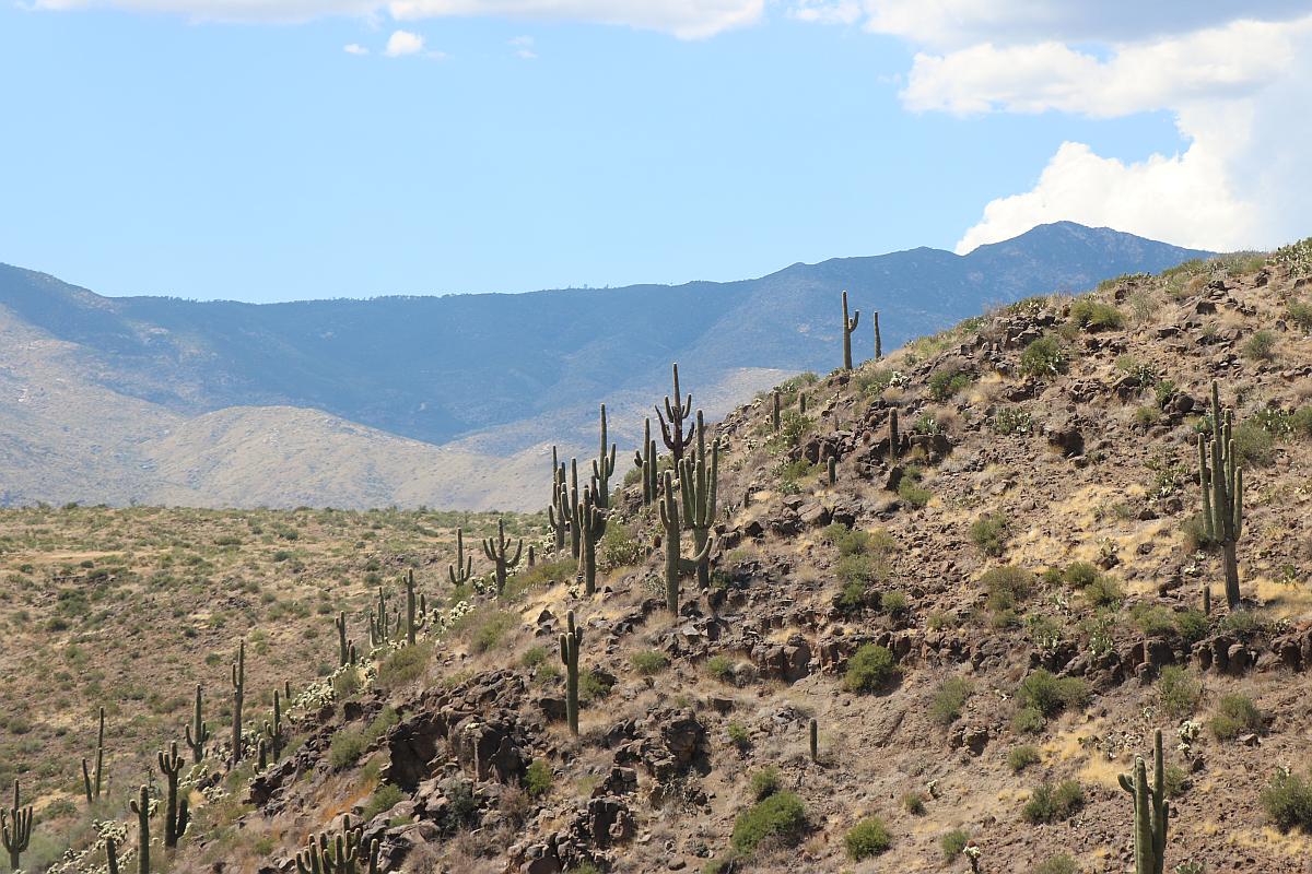http://capnbob.us/blog/wp-content/uploads/2019/08/first-saguaros-in-two-weeks.jpg