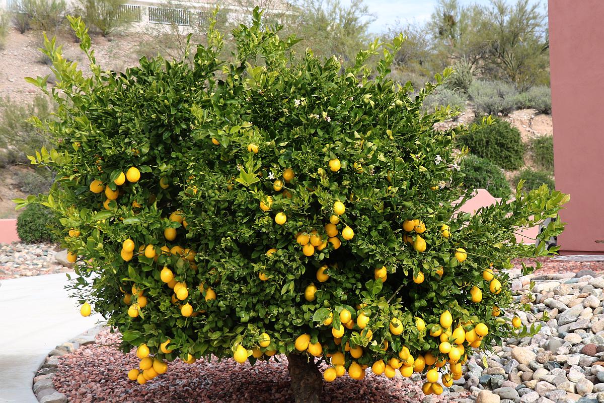 http://capnbob.us/blog/wp-content/uploads/2019/12/laden-lemon-tree.jpg