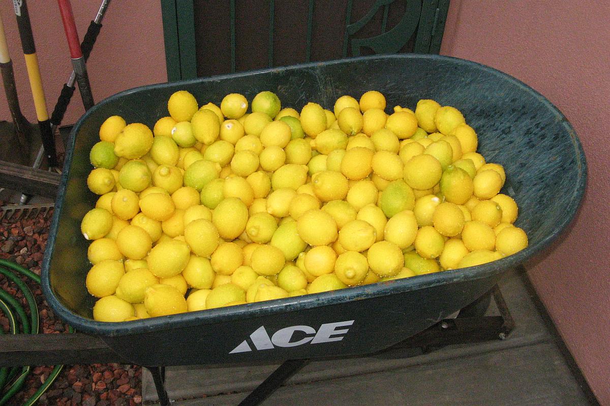 Harvested Lemons