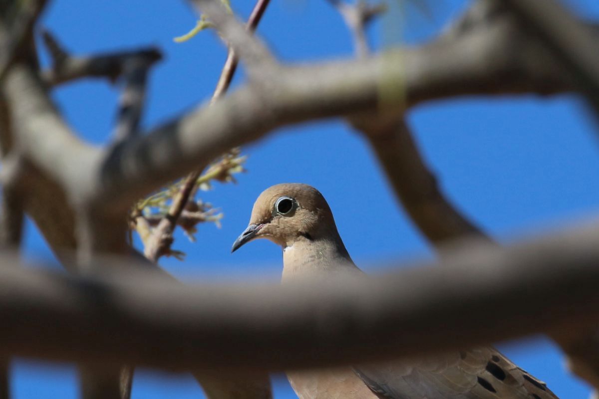 Mourning Dove in Mesquite Tree