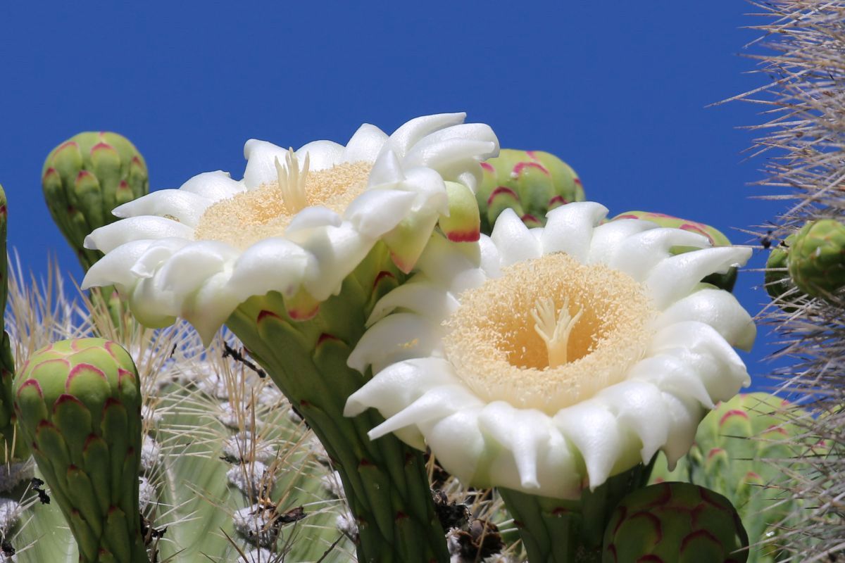 http://capnbob.us/blog/wp-content/uploads/2020/05/first-two-open-saguaro-flowers.jpg