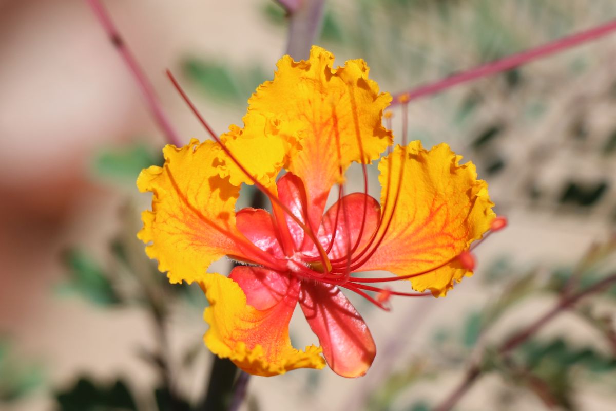 Red Bird of Paradise Flower