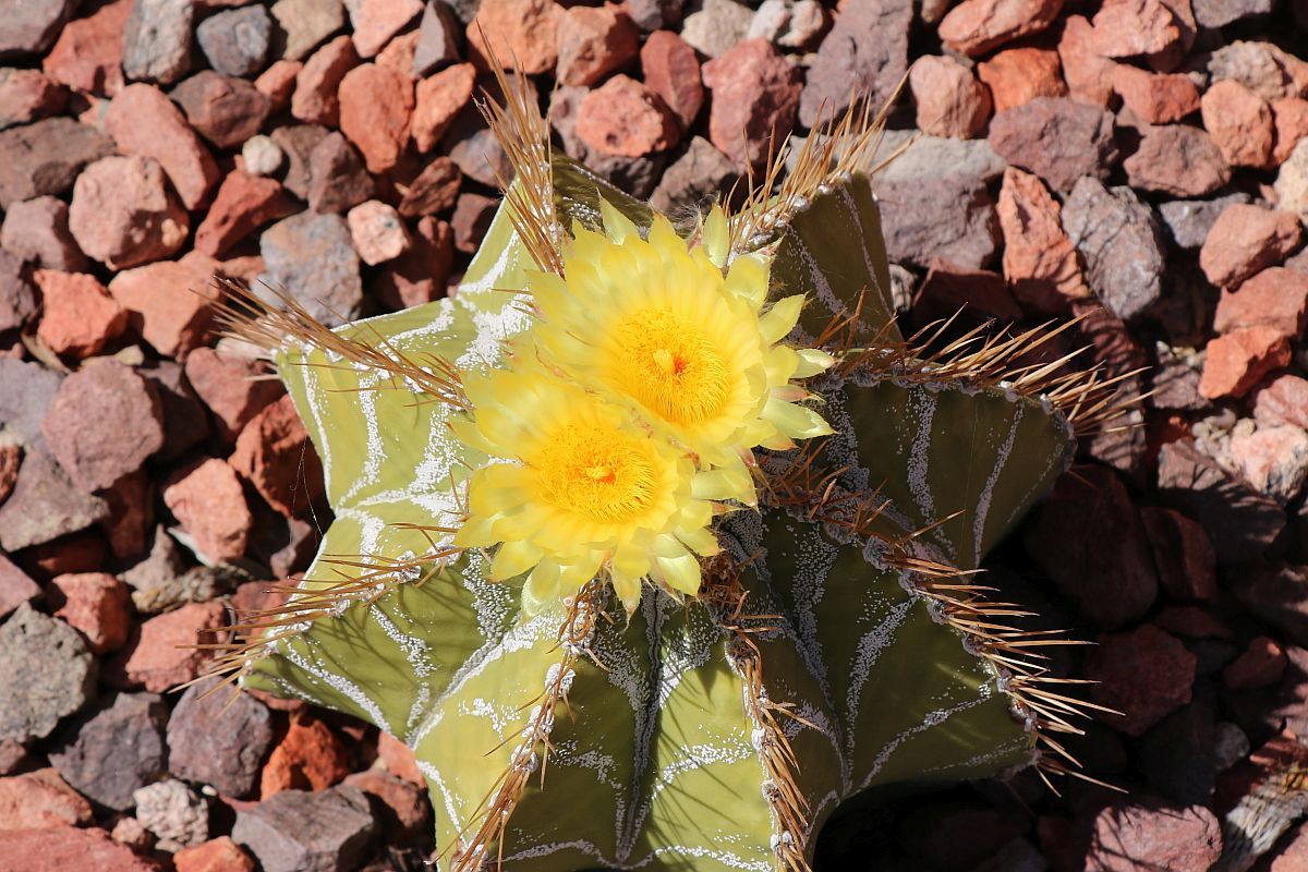 http://capnbob.us/blog/wp-content/uploads/2020/09/star-cactus-flowers.jpg