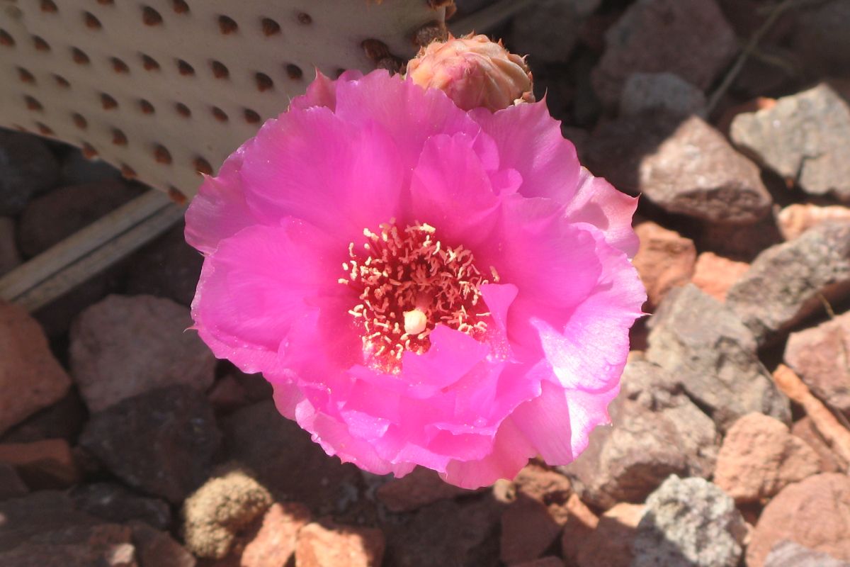 http://capnbob.us/blog/wp-content/uploads/2021/04/hot-pink-beavertail-cactus-flower.jpg