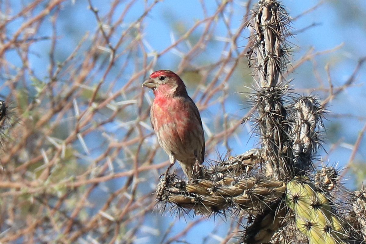 House Finch Singing