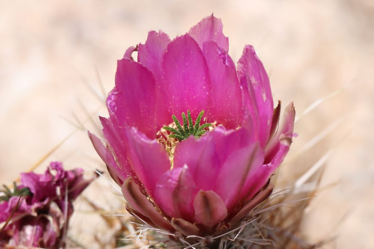 Pink Hedgehog Cactus Flower