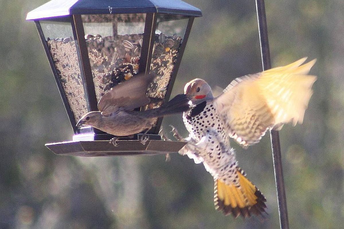 Gilded Flicker and House Finch on the Backyard Feeder