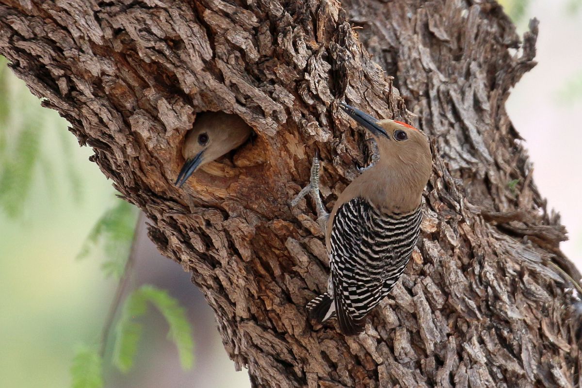 Gila Woodpeckers in Mesquite Tree