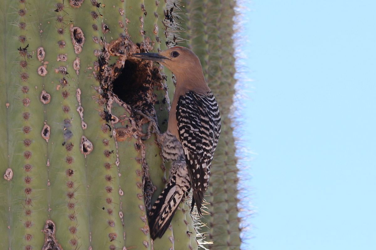 Gila Woodpecker on the Saguaro