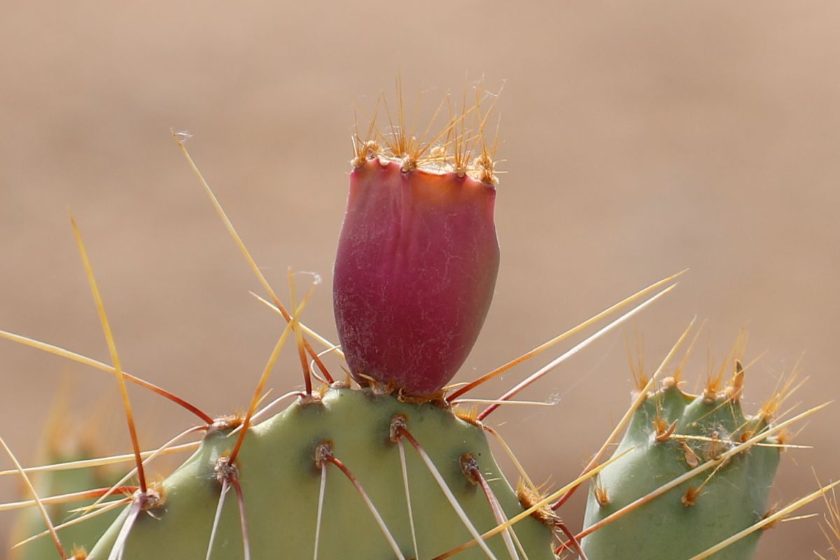 http://capnbob.us/blog/wp-content/uploads/2021/06/cactus-fruit.jpg