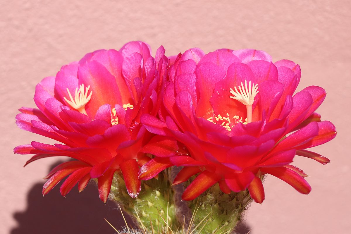 http://capnbob.us/blog/wp-content/uploads/2021/06/cherry-red-cactus-flowers.jpg