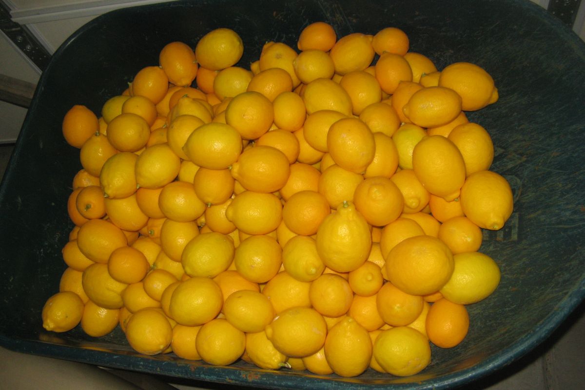 http://capnbob.us/blog/wp-content/uploads/2022/01/20220101-lemons-picked-today.jpg
