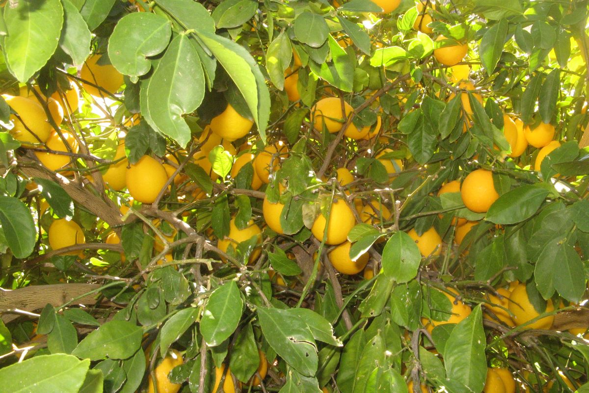 http://capnbob.us/blog/wp-content/uploads/2022/01/20220101-lemons-still-on-the-tree.jpg