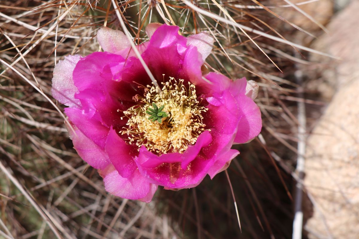 http://capnbob.us/blog/wp-content/uploads/2022/03/20220330-hedgehog-cactus-flower.jpg