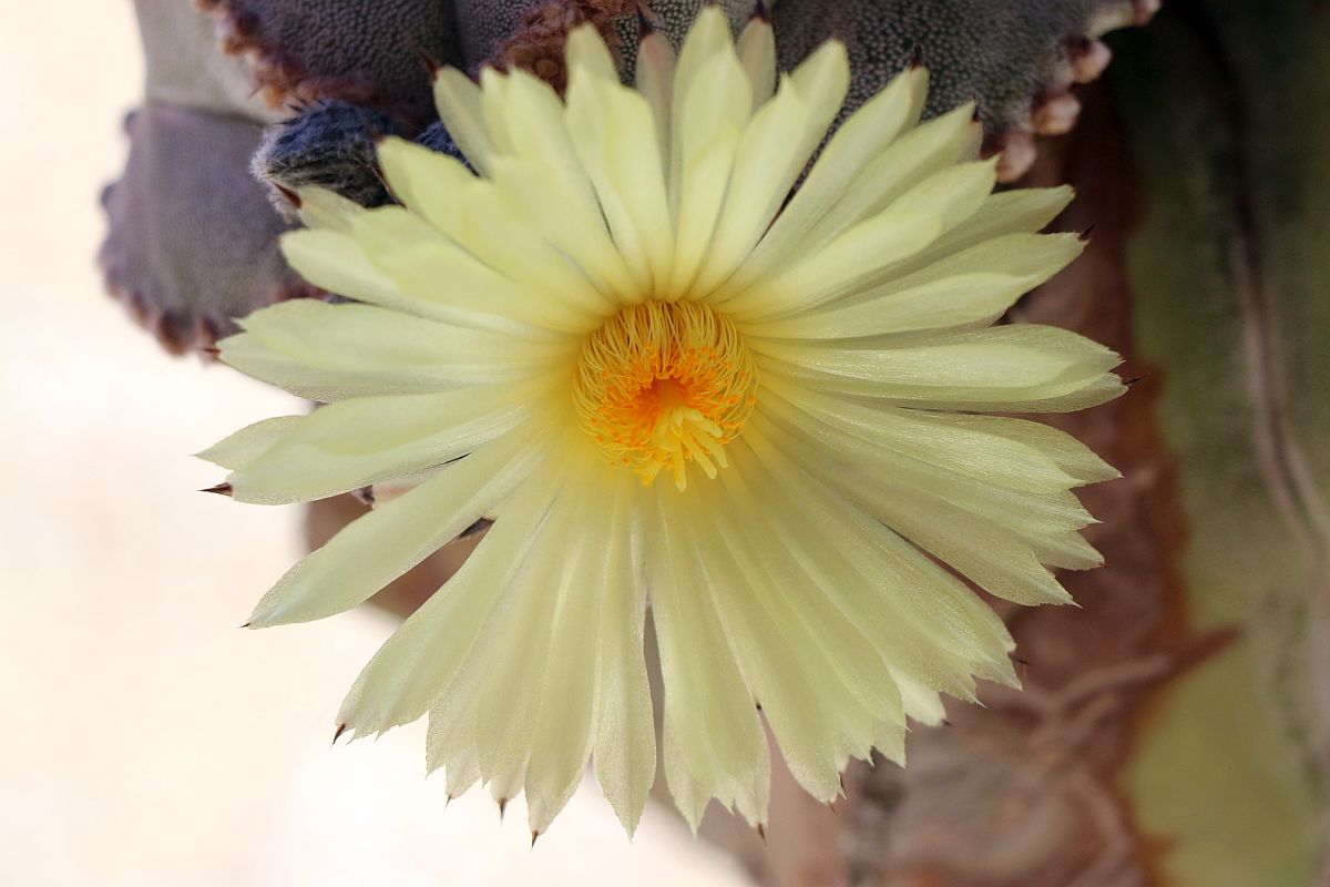 http://capnbob.us/blog/wp-content/uploads/2022/05/20220516-bishops-cap-cactus-flower.jpg