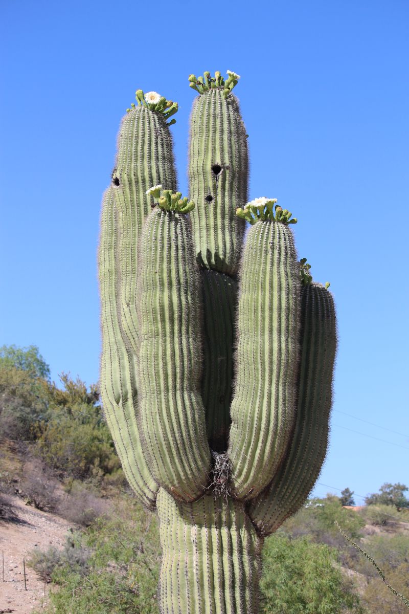 http://capnbob.us/blog/wp-content/uploads/2022/05/20220516-our-big-saguaro-in-bloom.jpg