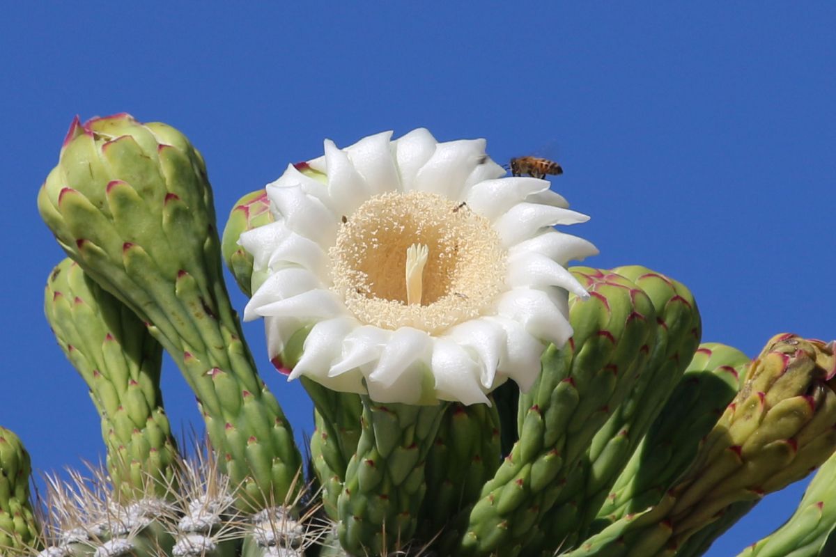 http://capnbob.us/blog/wp-content/uploads/2022/05/20220516-saguaro-flower-and-pollinators.jpg
