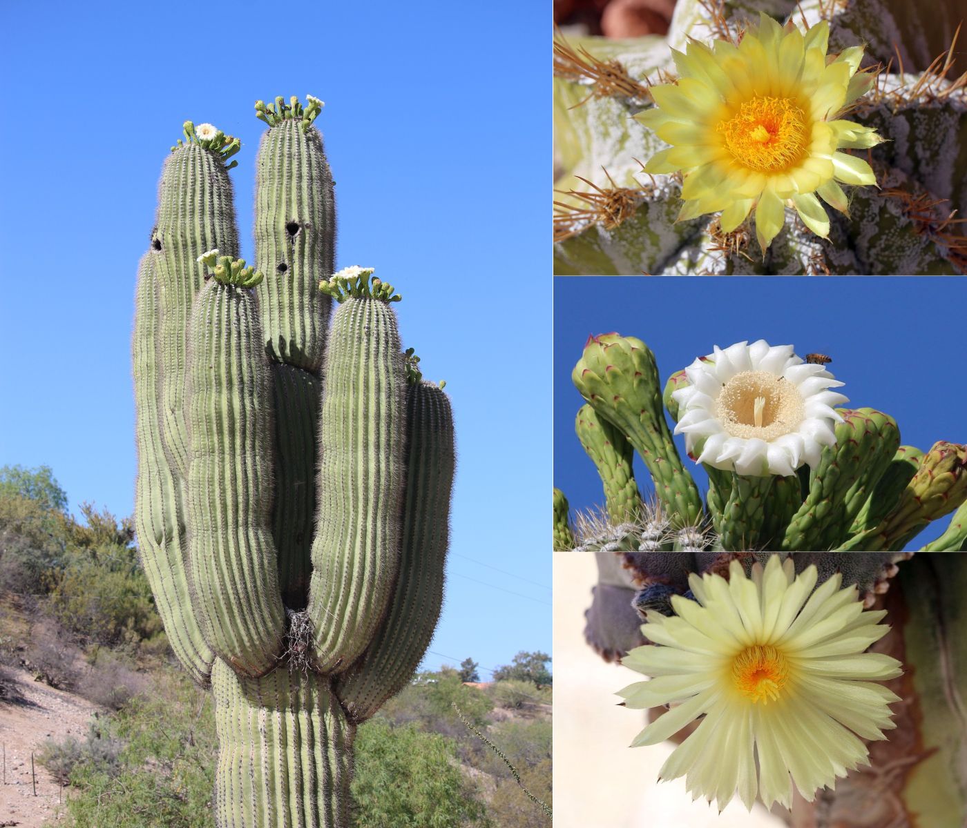 http://capnbob.us/blog/wp-content/uploads/2022/05/20220516-spring-cactus-flowers.jpg
