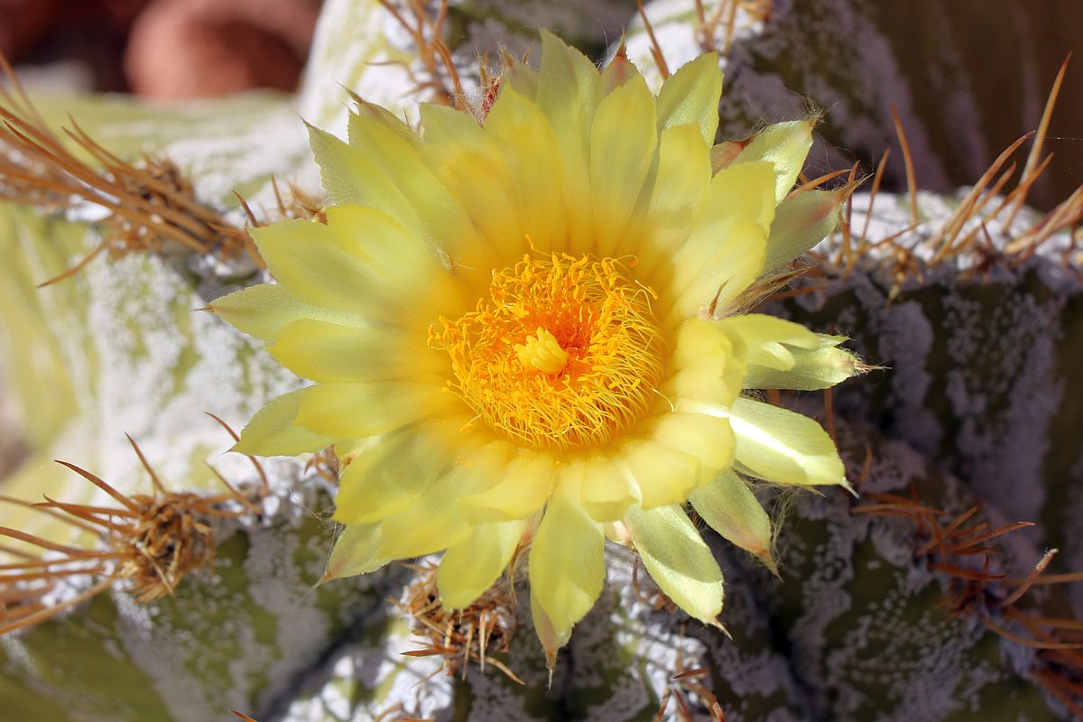 http://capnbob.us/blog/wp-content/uploads/2022/05/20220516-star-cactus-flower.jpg