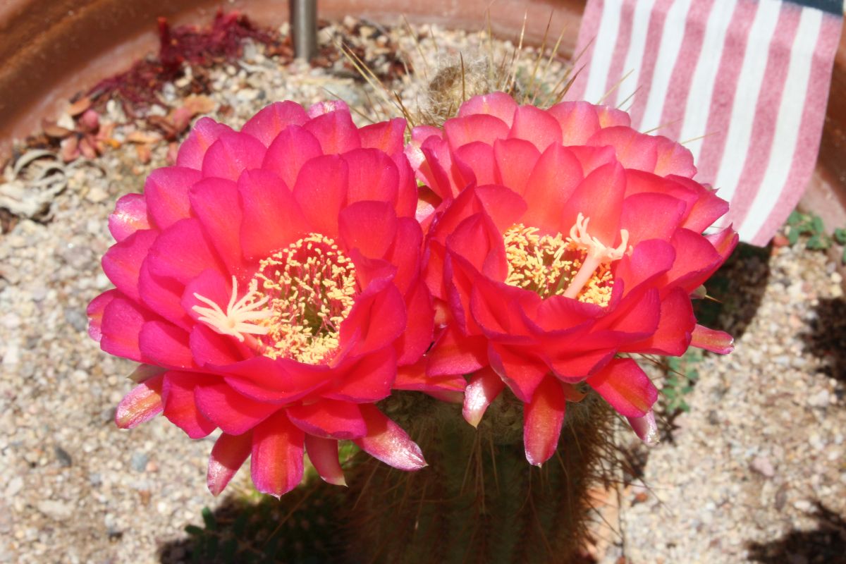 http://capnbob.us/blog/wp-content/uploads/2022/06/20220624-cherry-red-cactus-flower-duo.jpg